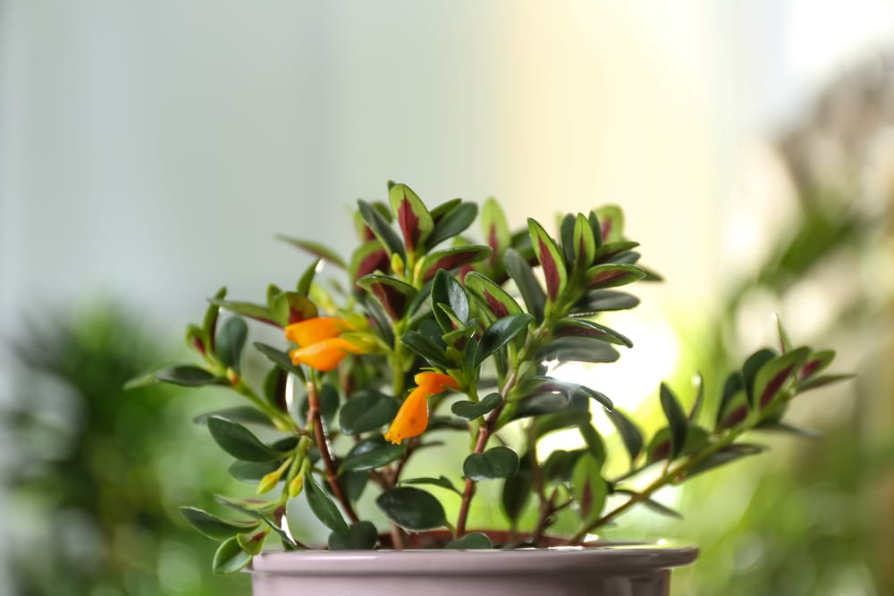 Goldfish Plant Humidity Needs