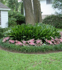 Growing Cast Iron Plant Under Oak Trees