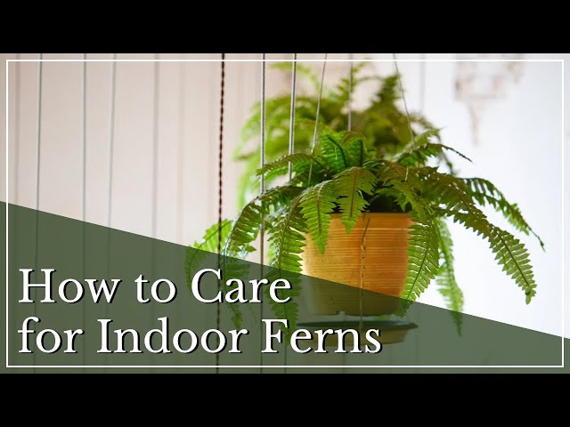 Growing Ferns in Pots: A Complete Guide