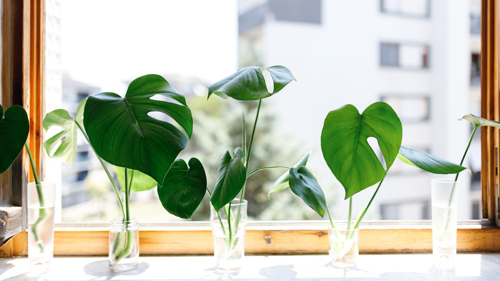 Growing Monstera Plants in Water: A Guide