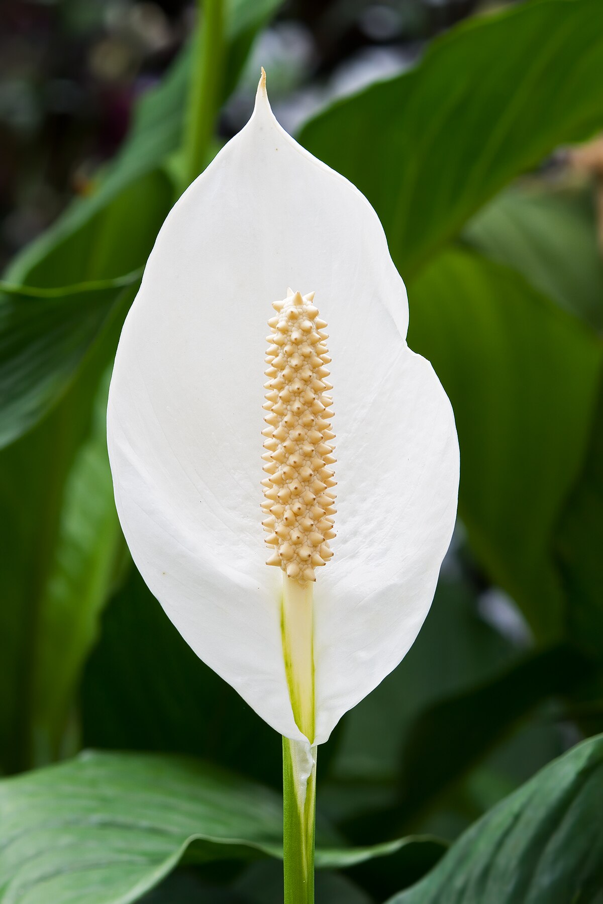 Growing Peace Lily from Seeds: What to Know