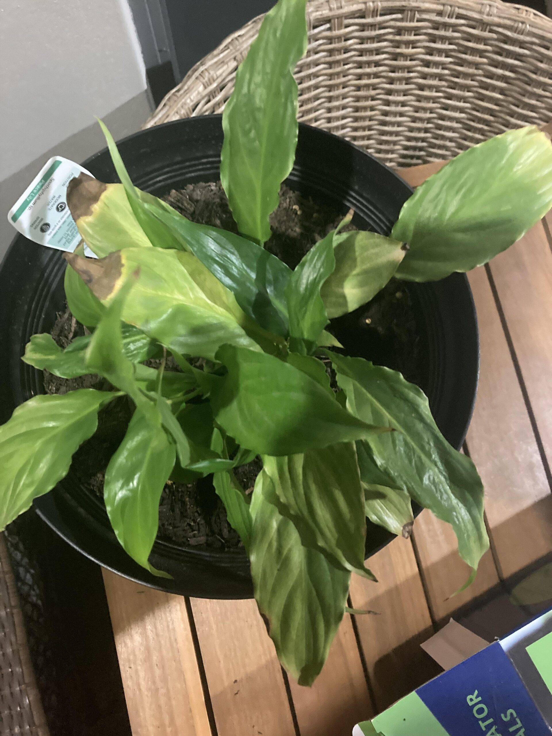 Growing Peace Lily in Water: A Complete Guide