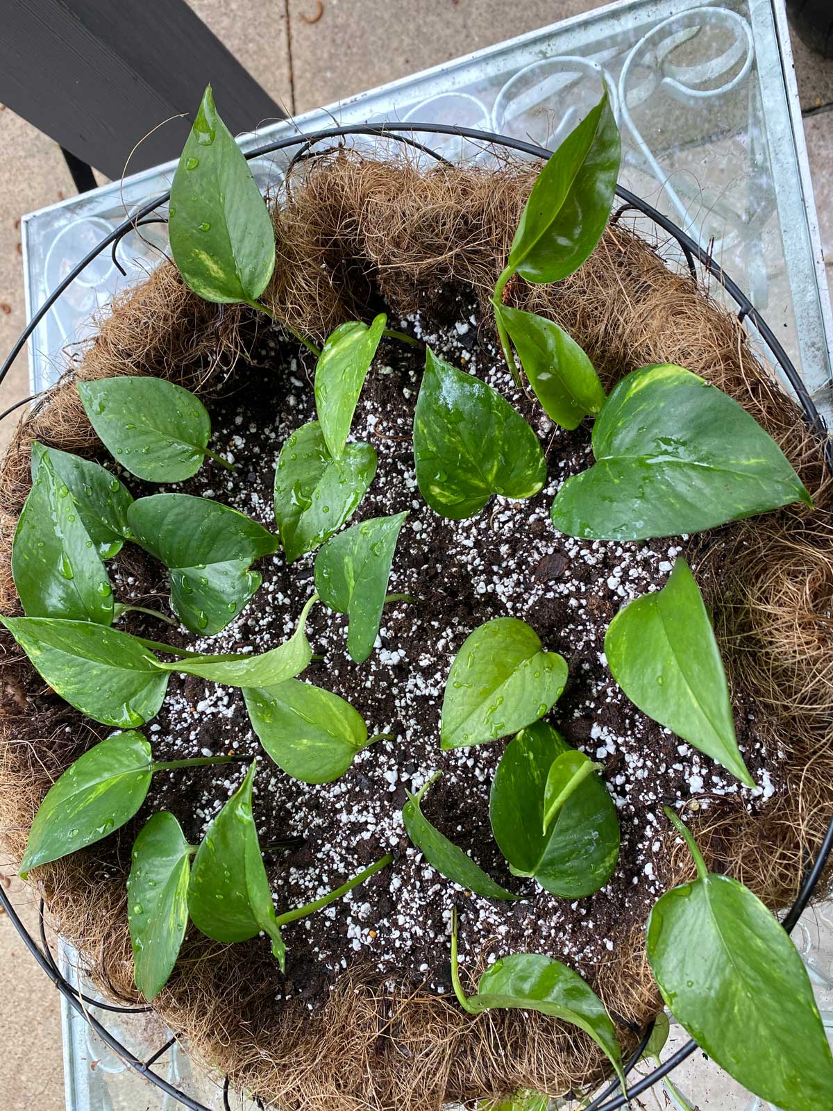 Growing Pothos from Seeds: A Complete Guide