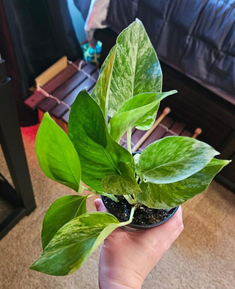 Growing Pothos in Low Light: Tips and Tricks