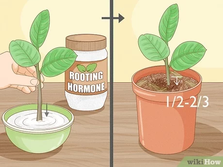 Growing Rubber Plants from Seed: Step-by-Step