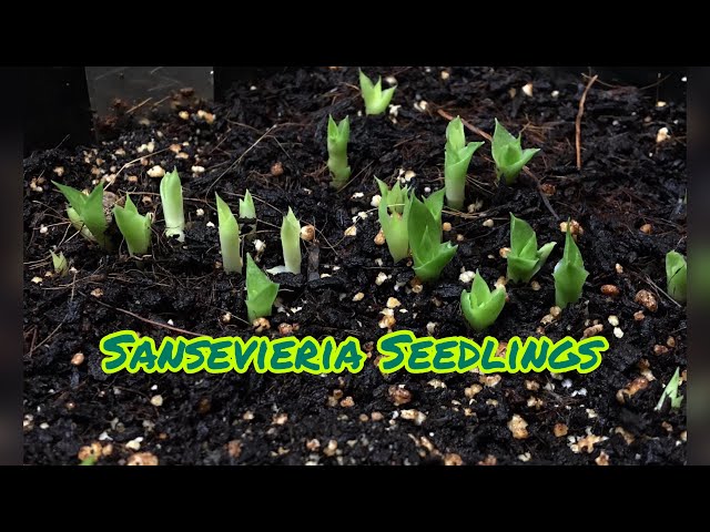 Growing Snake Plants from Seeds: A Guide