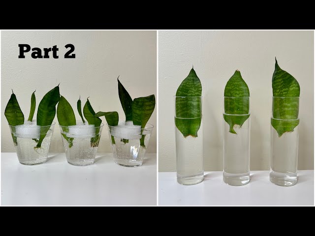 Growing Snake Plants in Water: Step-by-Step