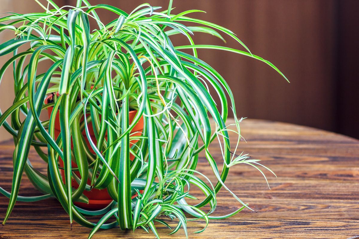 Growing Spider Plants in Low Light Conditions