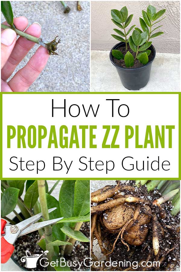 Growing ZZ Plants from Seeds: A How-To Guide