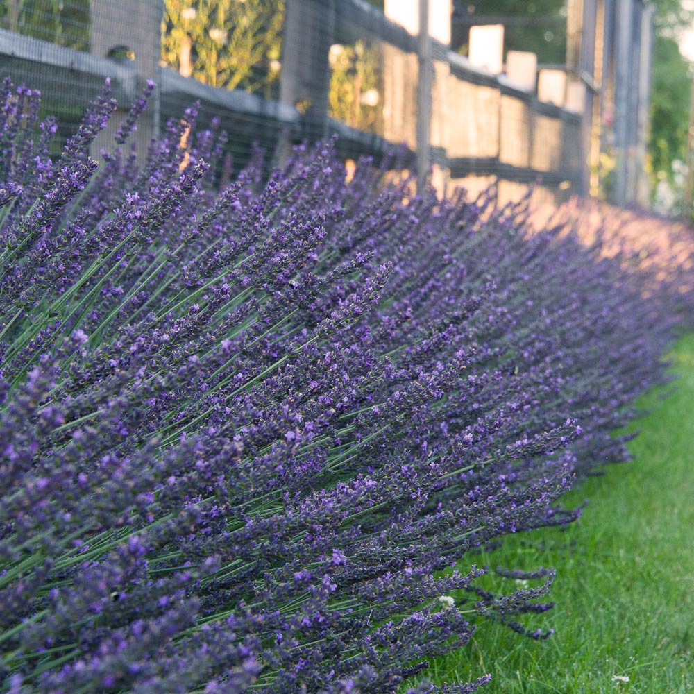 Height of Lavender Plant: Size Guide by Variety