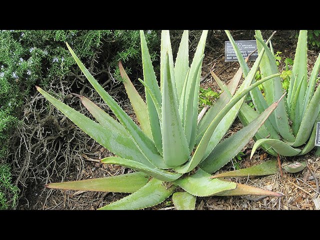 How Fast Do Aloe Vera Plants Grow?