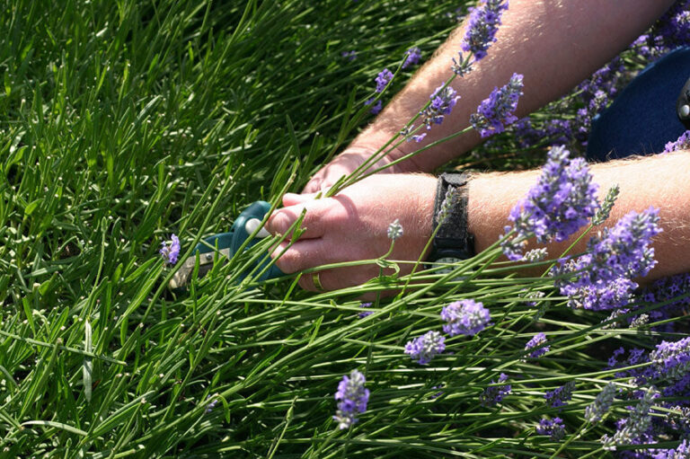 How Much Does a Lavender Plant Grow Per Year? Growth Guide