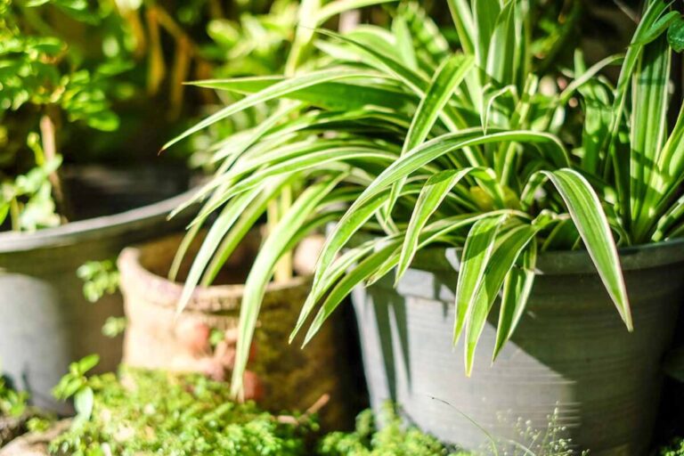 How Much Sunlight Do Spider Plants Need?