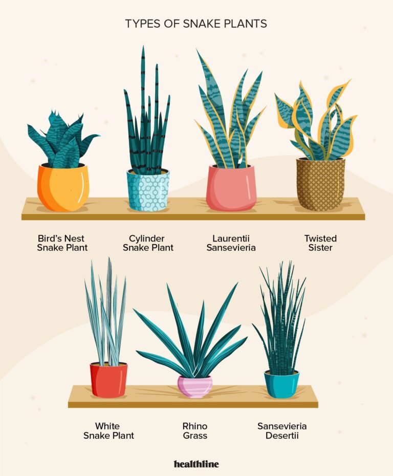 How Tall Do Snake Plants Grow? Facts