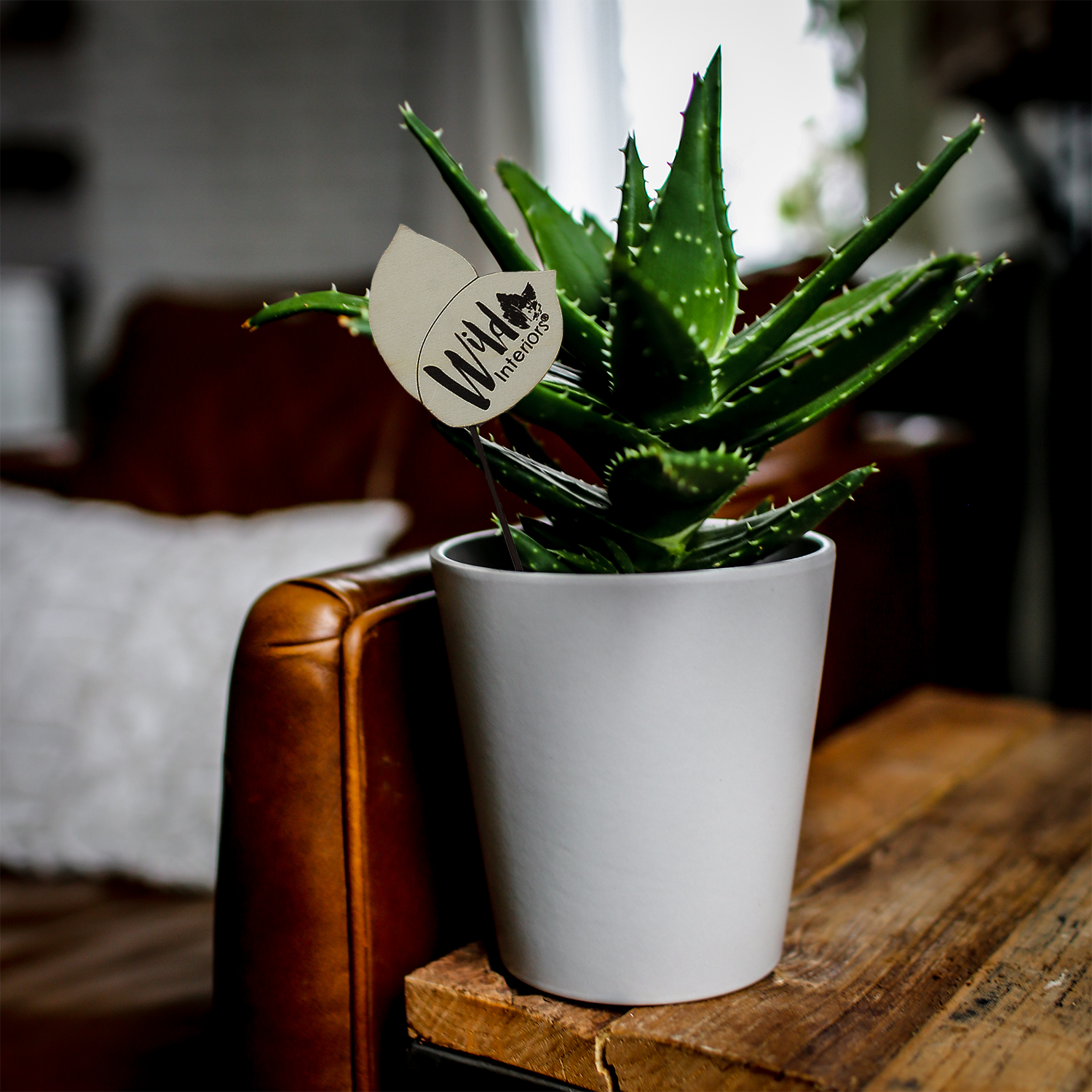 How to Care for Aloe Vera Plants?