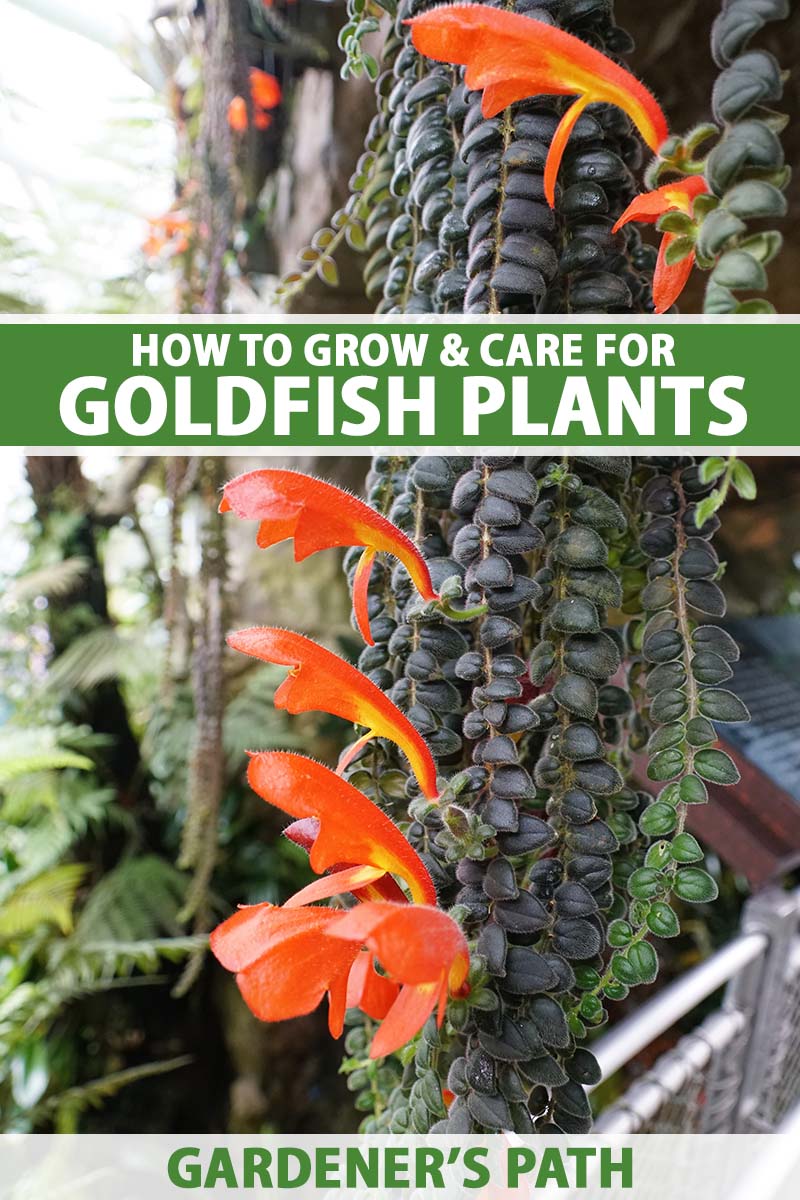 How to Encourage Goldfish Plant Bloom