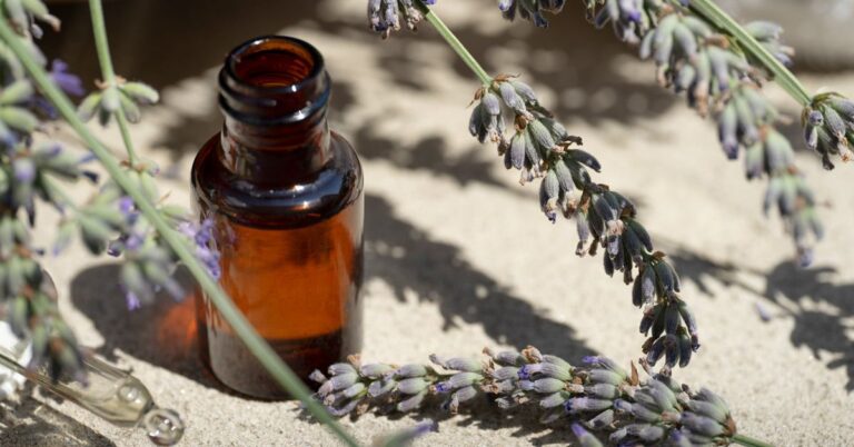 How to Extract Lavender Oil from a Lavender Plant