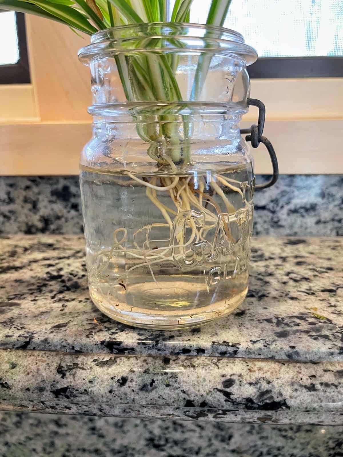 How to Grow Spider Plants in Water Successfully