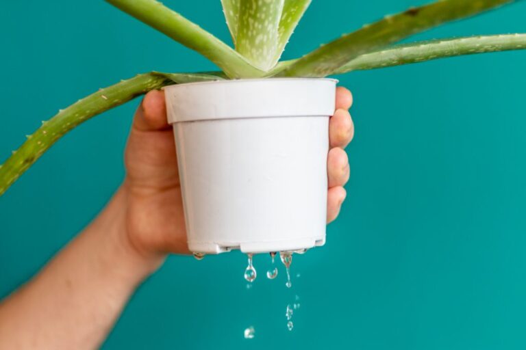 How to Identify a Mature Aloe Vera Plant