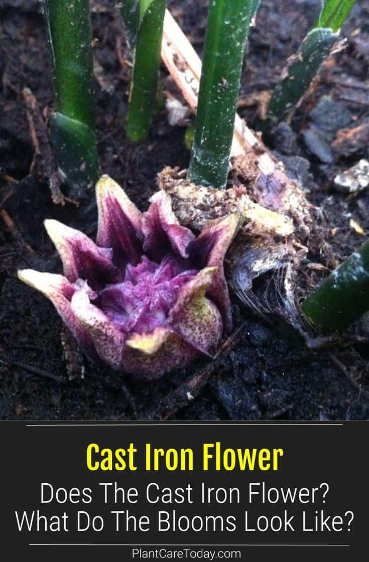 How to Make Cast Iron Plant Bloom