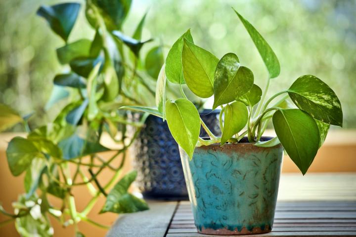 How to Plant Pothos: Step-by-Step Guide