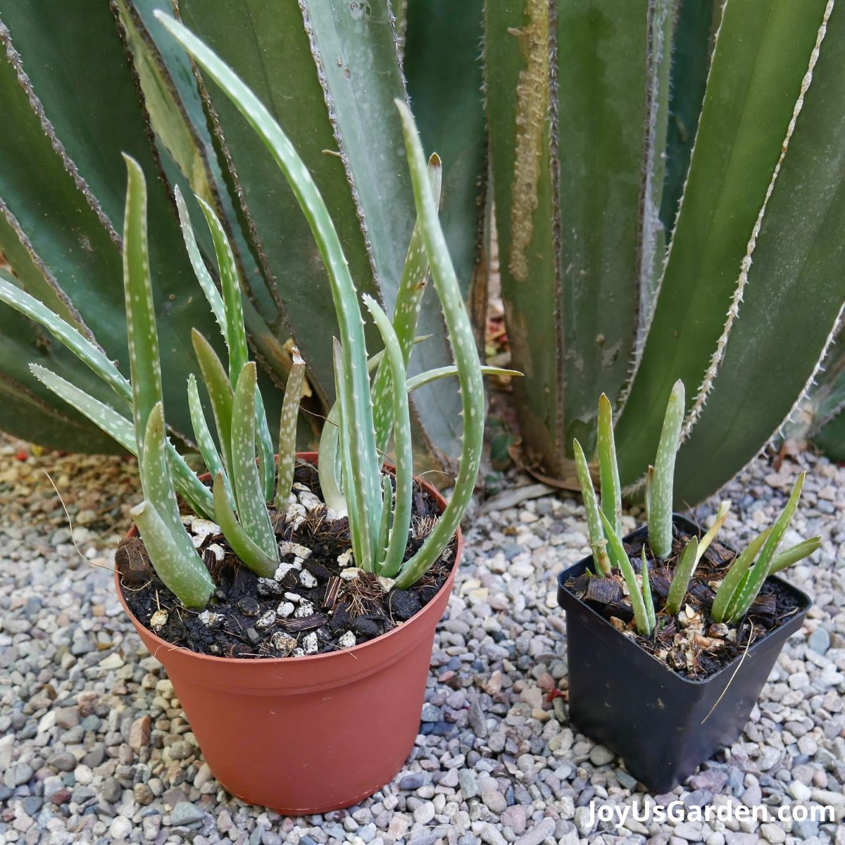 How to Propagate Aloe Vera Plants Successfully