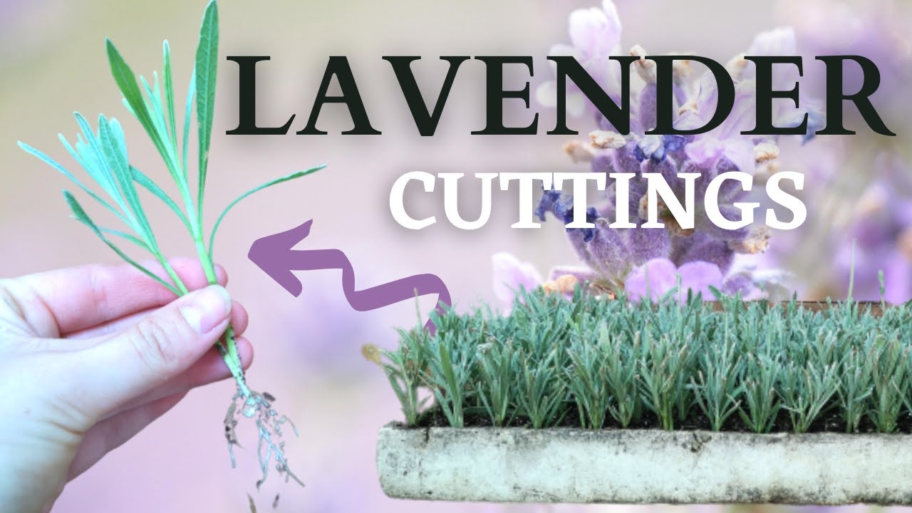 How to Propagate Lavender Plants: Step-by-Step Guide