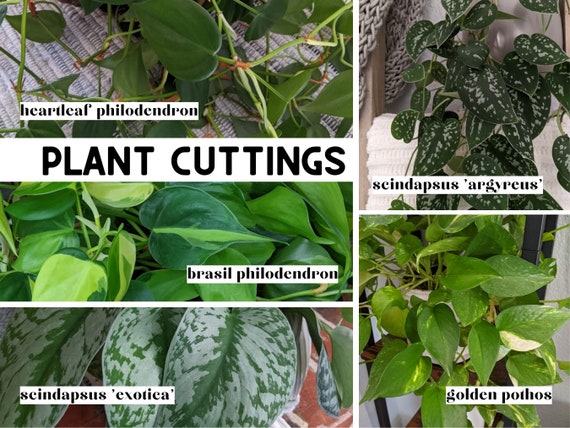 How to Propagate Philodendron Plant Cuttings