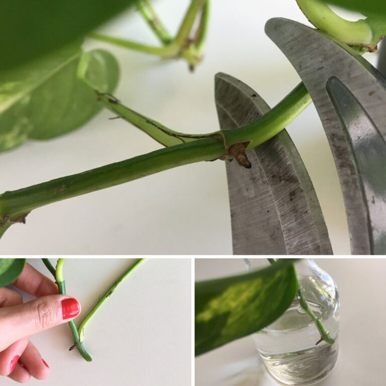 How to Propagate Pothos from Cuttings