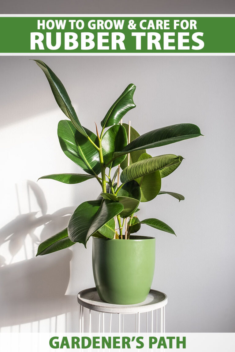 How to Prune a Rubber Plant for Healthy Growth