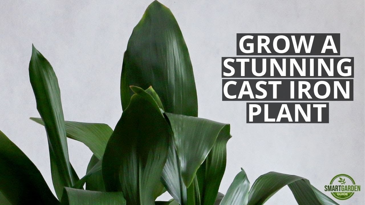 How to Prune Cast Iron Plant