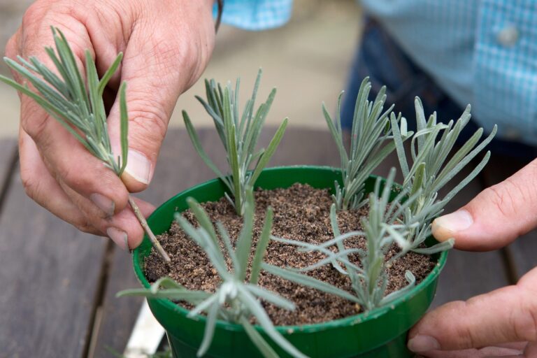 How to Prune Lavender Plants: Step-by-Step Guide