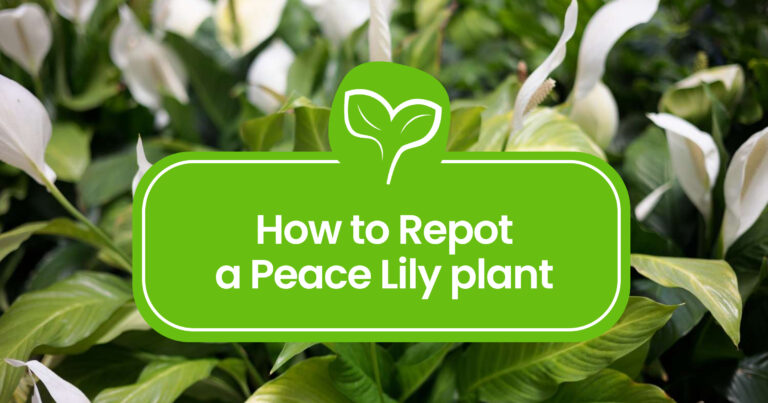 How to Repot a Peace Lily: Step-by-Step Guide