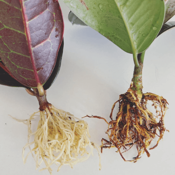 How to Revive a Dying Philodendron Plant