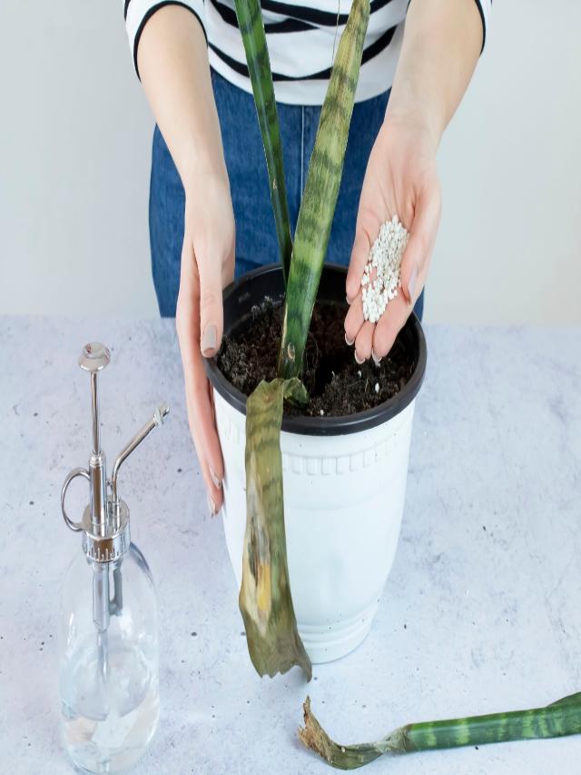 How to Revive a Dying Snake Plant