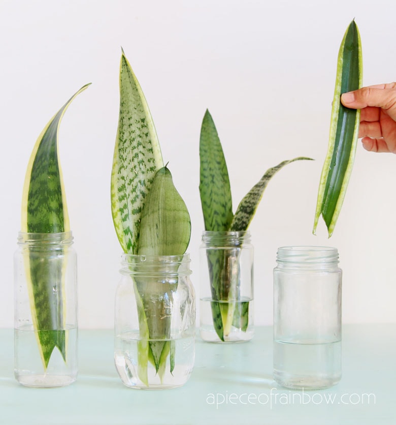 How to Save a Dying Snake Plant: Step-by-Step