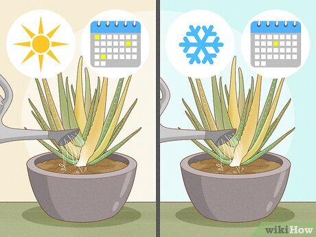 How to Save a Rotting Aloe Vera Plant