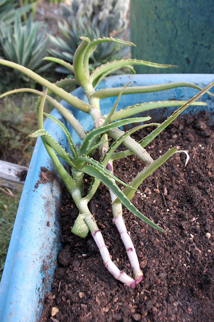 How to Take and Root Aloe Vera Plant Cuttings