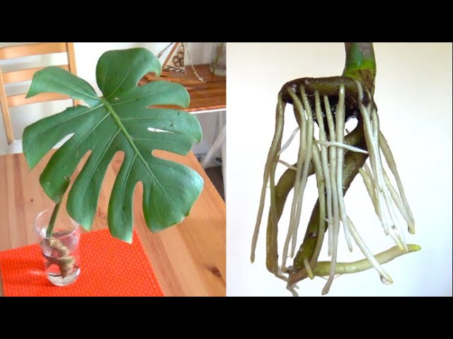 How to Take Monstera Plant Cuttings