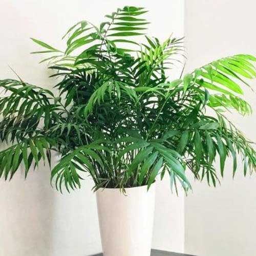 How to Water Your Parlor Palm: Essential Tips