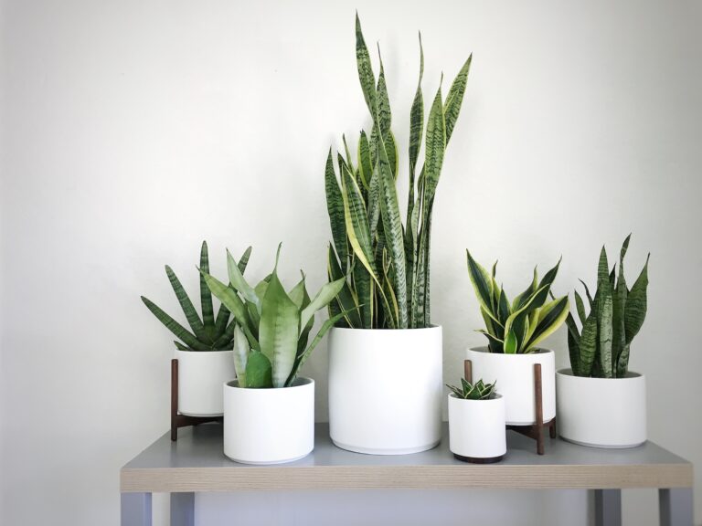 Humidity Levels for Optimal Snake Plant Health