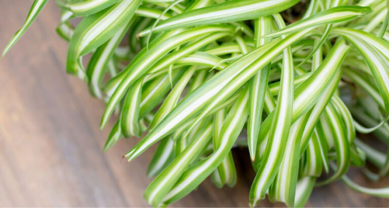 Humidity Levels for Optimal Spider Plant Health