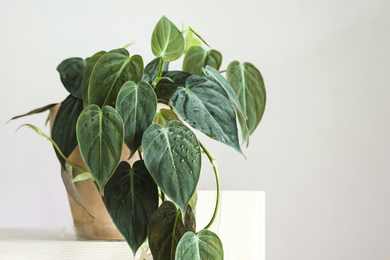 Ideal Humidity Levels for Philodendron Plants