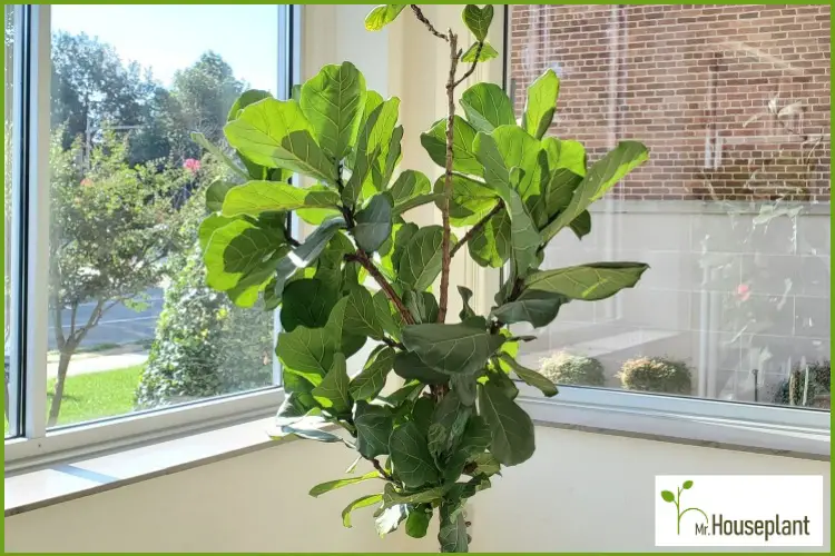 Ideal Light Conditions for Fiddle Leaf Fig Plants