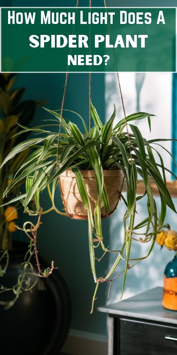 Ideal Light Conditions for Healthy Spider Plants