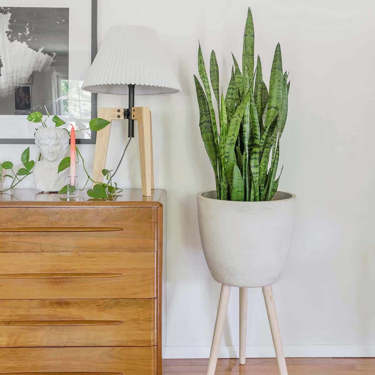 Ideal Light Conditions for Snake Plants