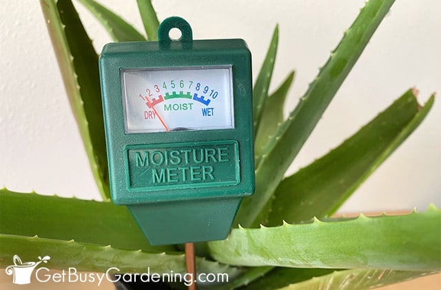 Ideal Moisture Meter Levels for Snake Plants