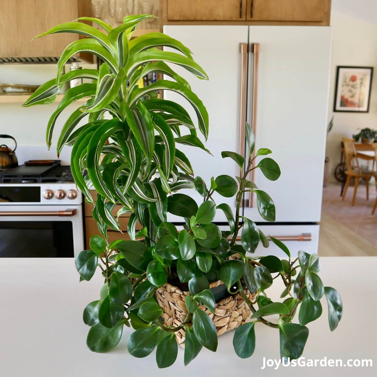 Ideal Soil Mix for Rubber Plants: DIY Guide