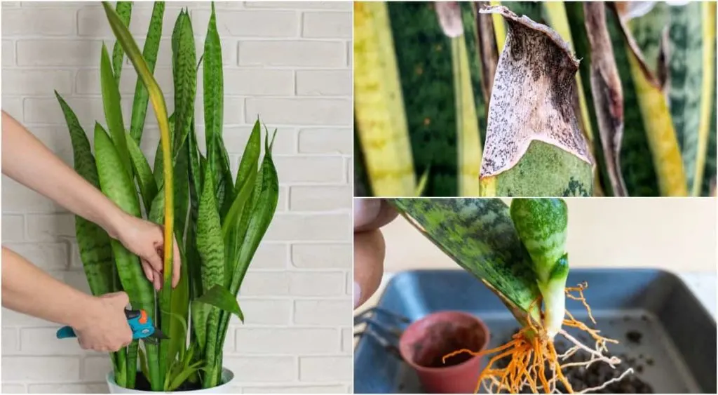 Ideal Soil Types for Snake Plant Health