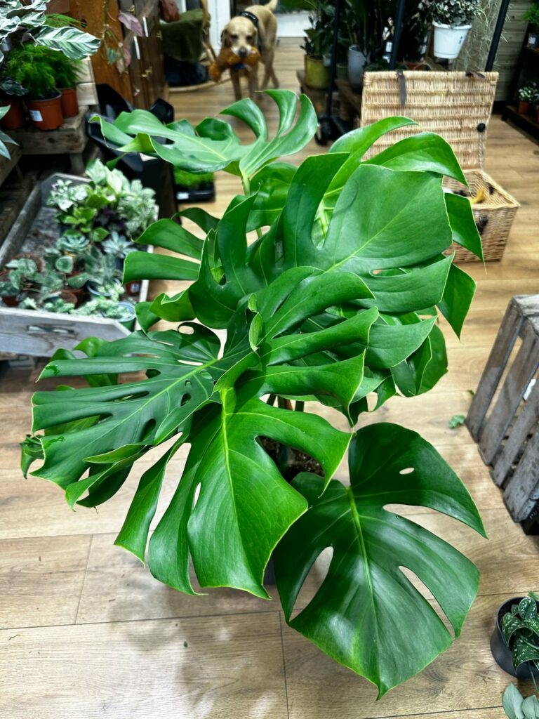 Ideal Sunlight for Monstera Plant Health